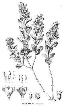 Bitki çizimi. Eski illüstrasyon