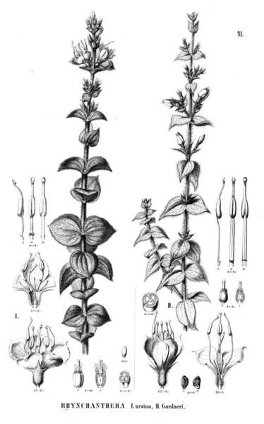 植物的例证 旧插图 — 图库照片