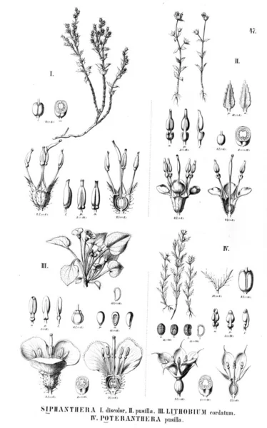 植物的例证 旧插图 — 图库照片