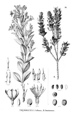 Bitki çizimi. Eski illüstrasyon