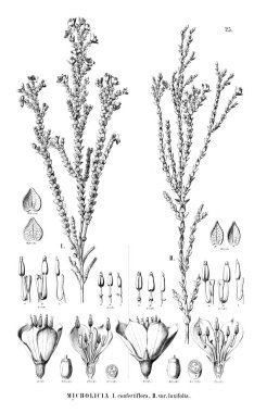 Bitki çizimi. Eski illüstrasyon