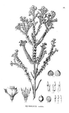 Bitki çizimi. Eski illüstrasyon