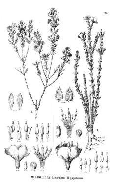 Bitki çizimi. Eski illüstrasyon