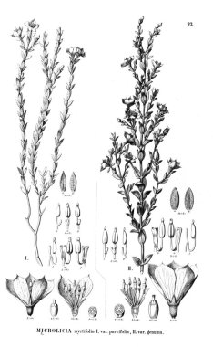 Bitki çizimi. Eski illüstrasyon