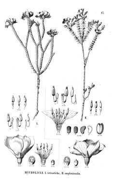 Bitki çizimi. Eski illüstrasyon