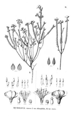 Bitki çizimi. Eski illüstrasyon