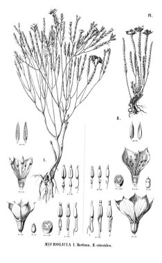 Bitki çizimi. Eski illüstrasyon