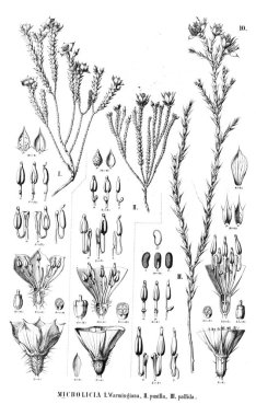 Bitki çizimi. Eski illüstrasyon