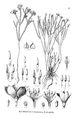 Bitki çizimi. Eski illüstrasyon