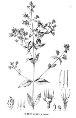 Bitki çizimi. Eski illüstrasyon