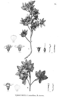 Bitki çizimi. Eski illüstrasyon