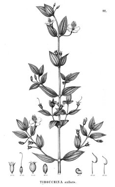 Bitki çizimi. Eski illüstrasyon