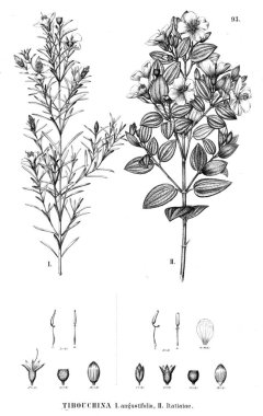 Bitki çizimi. Eski illüstrasyon