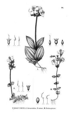 Bitki çizimi. Eski illüstrasyon