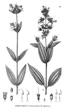 Bitki çizimi. Eski illüstrasyon