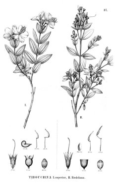 Bitki çizimi. Eski illüstrasyon