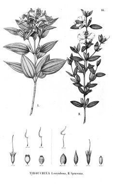 Bitki çizimi. Eski illüstrasyon