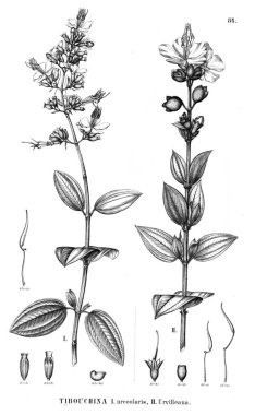 Bitki çizimi. Eski illüstrasyon