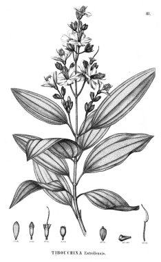 Bitki çizimi. Eski illüstrasyon