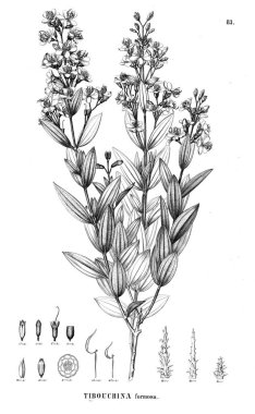 Bitki çizimi. Eski illüstrasyon