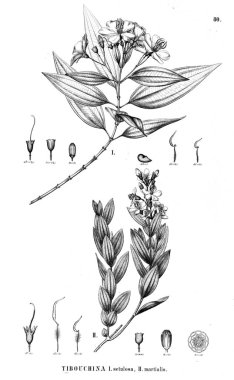 Bitki çizimi. Eski illüstrasyon