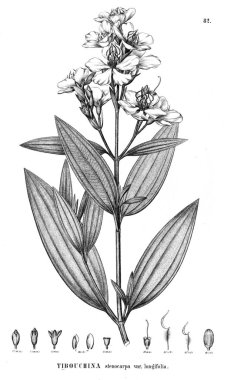 Bitki çizimi. Eski illüstrasyon