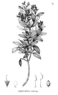 Bitki çizimi. Eski illüstrasyon