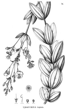 Bitki çizimi. Eski illüstrasyon