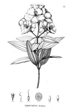 Bitki çizimi. Eski illüstrasyon