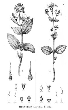 Bitki çizimi. Eski illüstrasyon