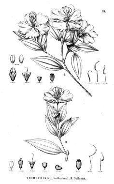 Bitki çizimi. Eski illüstrasyon