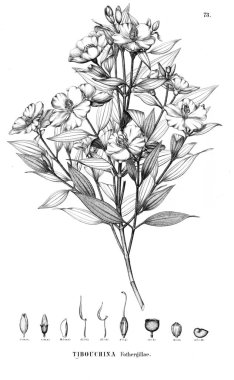 Bitki çizimi. Eski illüstrasyon