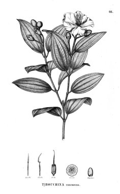 Bitki çizimi. Eski illüstrasyon