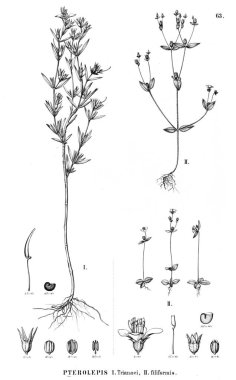 Bitki çizimi. Eski illüstrasyon