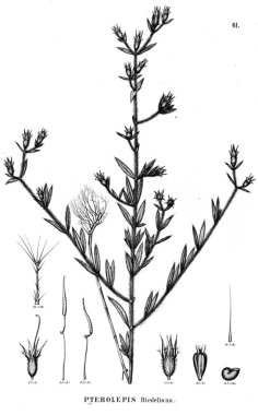 Bitki çizimi. Eski illüstrasyon