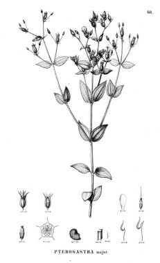 Bitki çizimi. Eski illüstrasyon