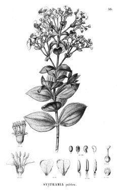 Bitki çizimi. Eski illüstrasyon