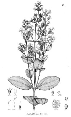 Bitki çizimi. Eski illüstrasyon