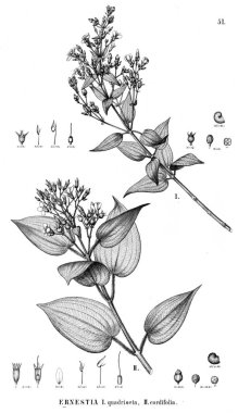 Bitki çizimi. Eski illüstrasyon