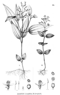 Bitki çizimi. Eski illüstrasyon