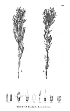 Bitki çizimi. Eski illüstrasyon