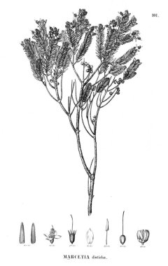 Bitki çizimi. Eski illüstrasyon