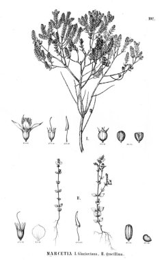 Bitki çizimi. Eski illüstrasyon