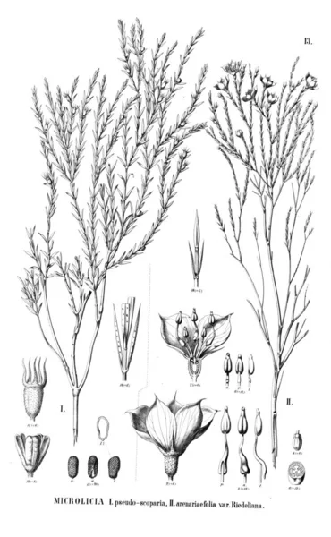 植物的例证 旧插图 — 图库照片