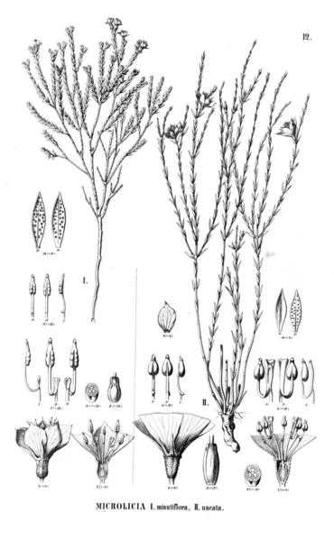 植物的例证 旧插图 — 图库照片