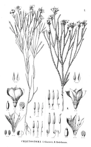 植物的例证 旧插图 — 图库照片