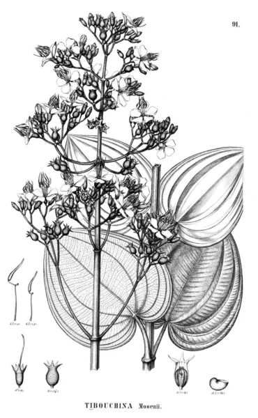 Illustration Anläggningen Gamla Bilden — Stockfoto