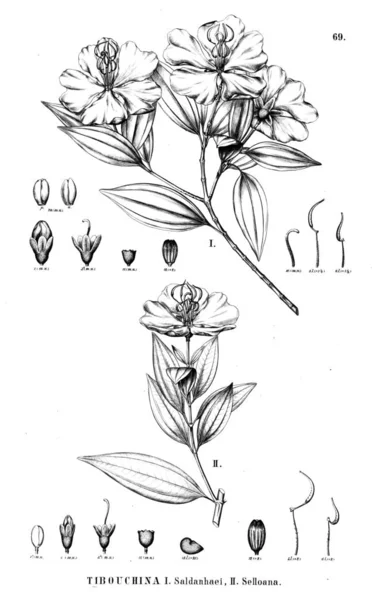 植物的例证 旧插图 — 图库照片