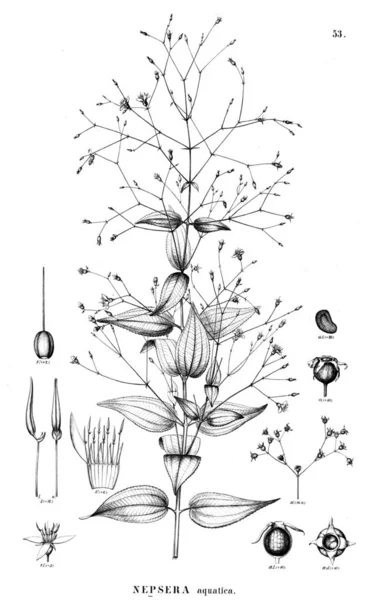 植物的例证 旧插图 — 图库照片