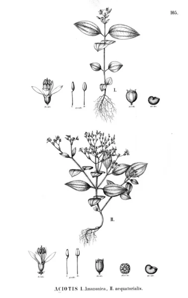 Illustration Plante Vieille Illustration — Photo